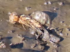 Palpopleura