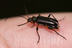 Cortodera femorata