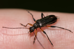 Cortodera femorata