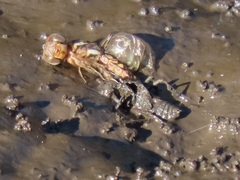 Palpopleura