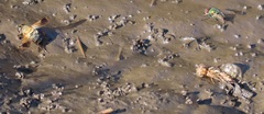 Palpopleura