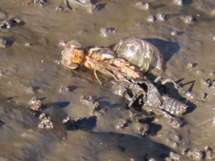 Palpopleura