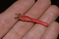 Benthamina alyxifolia