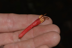 Benthamina alyxifolia