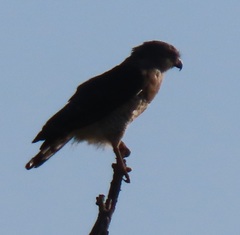 Circaetus fasciolatus