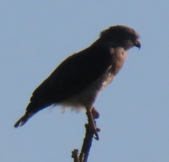 Circaetus fasciolatus