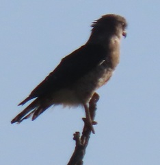 Circaetus fasciolatus
