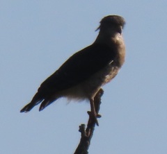 Circaetus fasciolatus