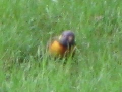 Trichoglossus moluccanus moluccanus