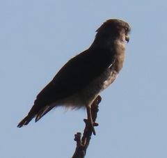 Circaetus fasciolatus