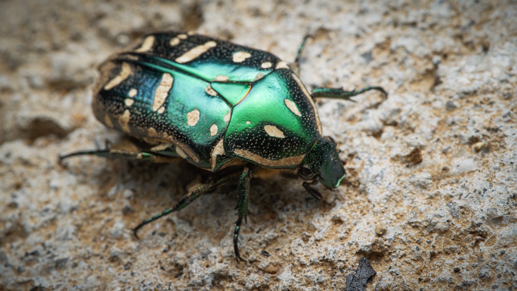 Protaetia philippensis