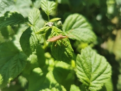 Gonocerus acuteangulatus