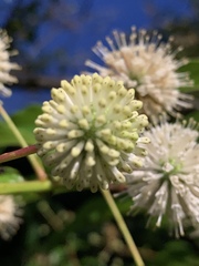 Cephalanthus tetrandra
