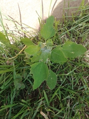 Chenopodium album