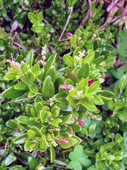 Rhagodia candolleana