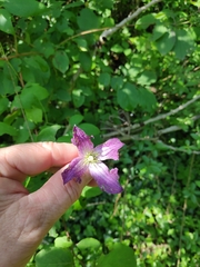 Clematis viticella