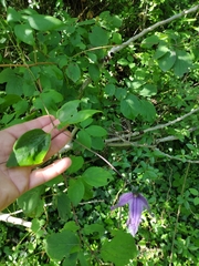 Clematis viticella
