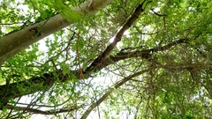 Diospyros virginiana