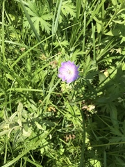 Geranium collinum