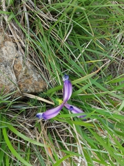 Iris graminea