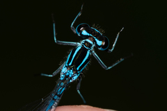 Coenagrion puella