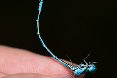 Coenagrion puella