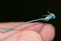 Coenagrion puella