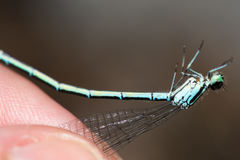Coenagrion puella