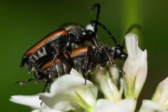 Paracorymbia maculicornis
