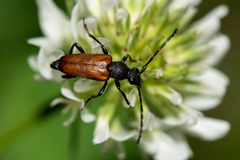 Paracorymbia maculicornis