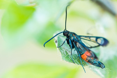 Synanthedon stomoxiformis
