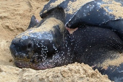 Dermochelys coriacea