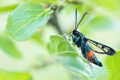 Synanthedon stomoxiformis