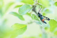 Synanthedon stomoxiformis