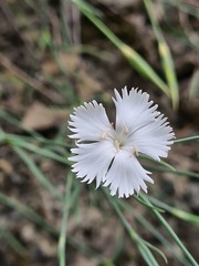Dianthus fragrans
