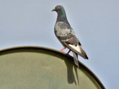 Columba livia domestica