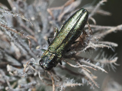 Agrilus angustulus