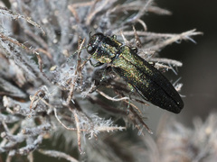 Agrilus angustulus