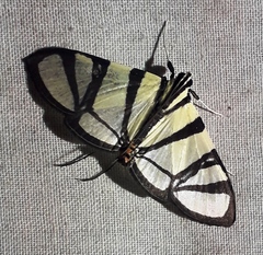 Conchylodes nolckenialis