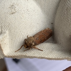 Korscheltellus fusconebulosa