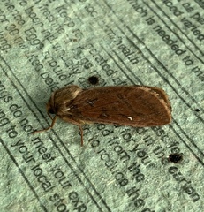 Korscheltellus fusconebulosa