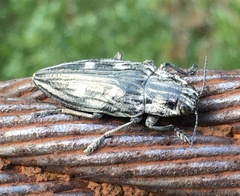 Chalcophora intermedia