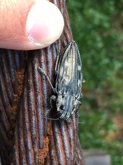 Chalcophora intermedia