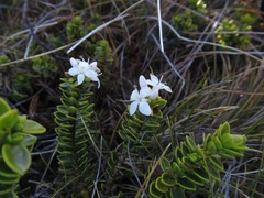 Veronica masoniae