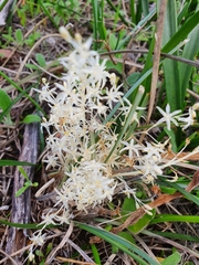 Lomandra effusa