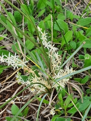 Lomandra effusa