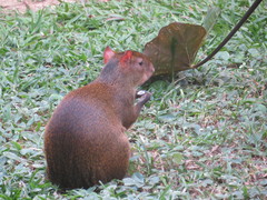 Dasyprocta variegata