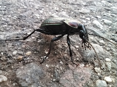 Carabus morbillosus