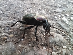 Carabus morbillosus