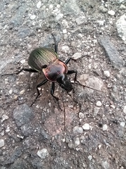Carabus morbillosus